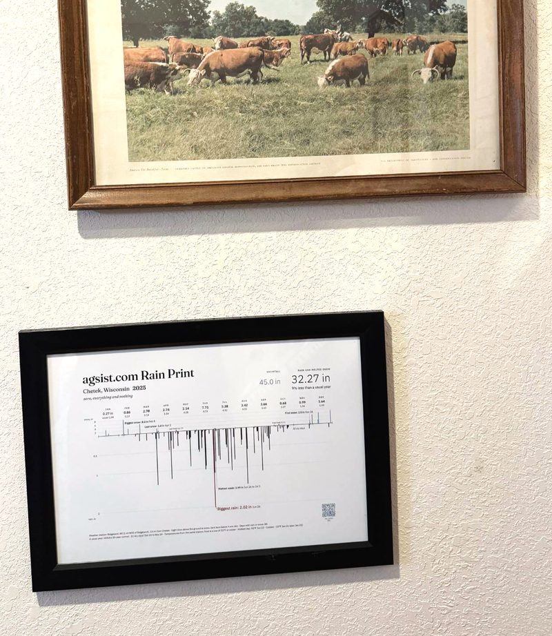 Framed Rain Print of Chetek, Wisconsin, hanging on a wall under an old picture of Hereford cattle